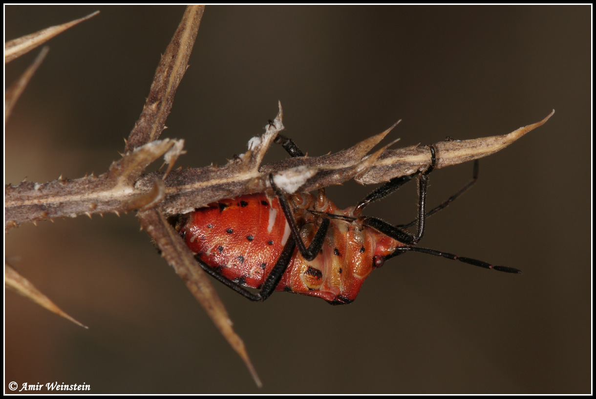 Heteroptera d''Israele - Pentatomidae: Codophila maculicollis